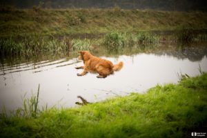 Sweep springt in water